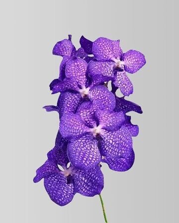 Орхидея Ванда Ветка